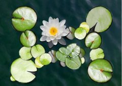 夏至丨夏花燦爛，愛至美好